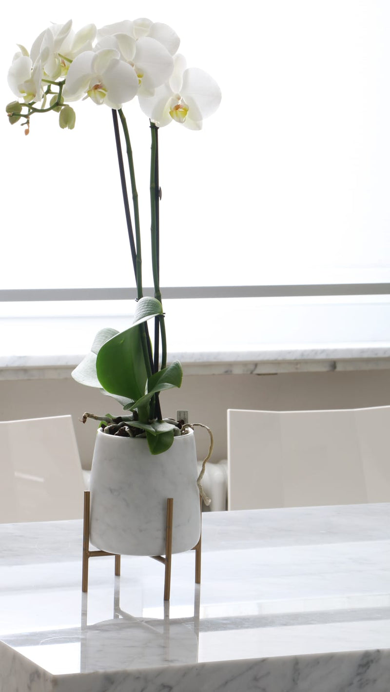 Vaso Orchidea in Marmo Bianco Carrara
